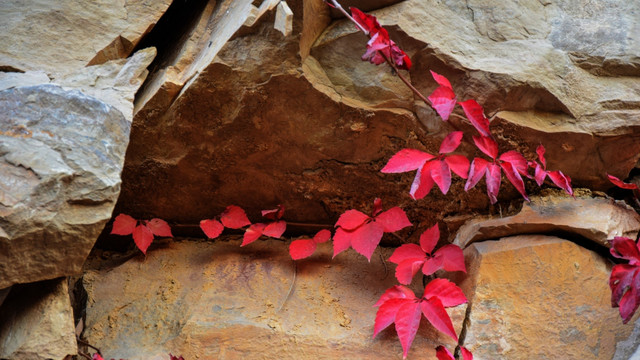 石岩下的红色枫藤