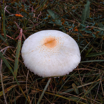 白色蘑菇高清特写