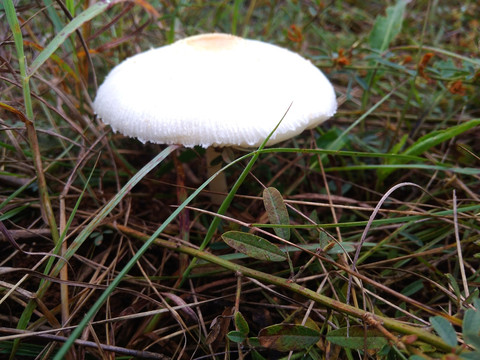 白色野生菌类植物