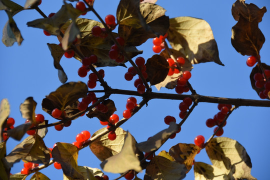 秋天树上的红果实