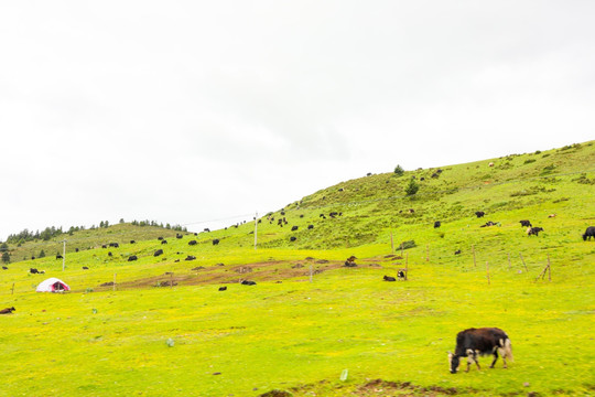草原上吃草的牛羊