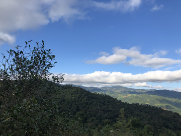 曼糯古茶山