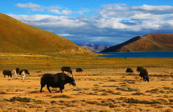西藏羊湖牧场