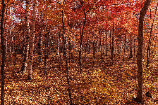 红叶秋色白桦树林自然景观19