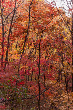 红叶秋色白桦树林自然景观32