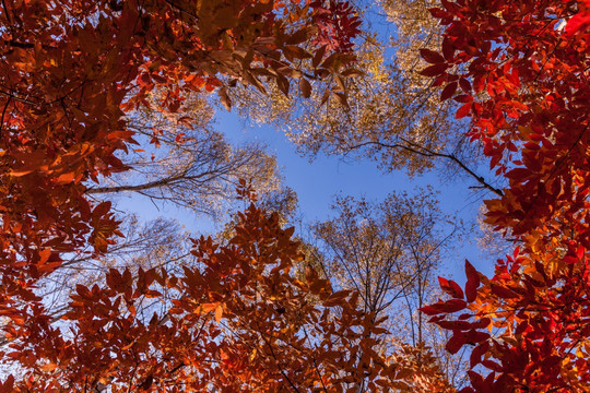 红叶秋色白桦树林自然景观仰视