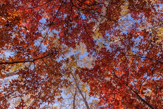 红叶秋色白桦树林自然景观仰视1