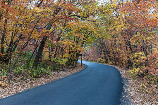 红叶秋色树林公路自然景观02