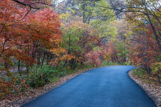 红叶秋色树林公路自然景观05