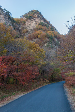 红叶秋色树林公路自然景观07