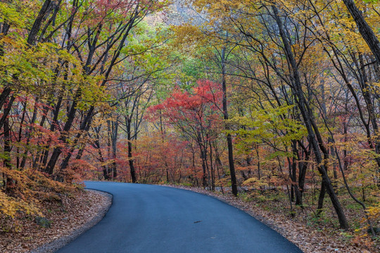 红叶秋色树林公路自然景观19