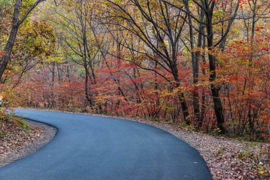红叶秋色树林公路自然景观22