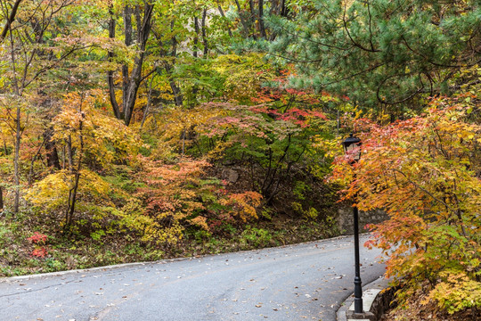 红叶秋色树林公路自然景观26