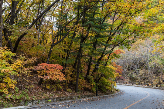 红叶秋色树林公路自然景观28