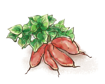 紅薯插畫