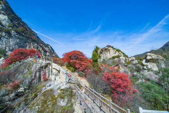 秦岭红叶