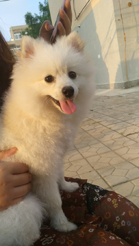 博美犬