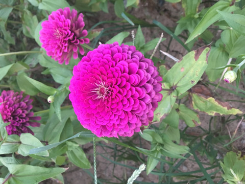 花植物