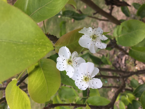 花植物