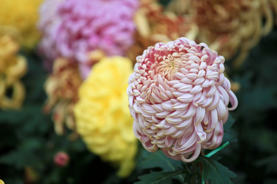 菊花展