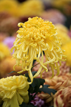 菊花展