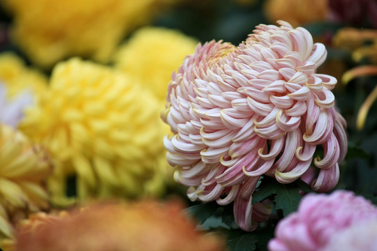 菊花展