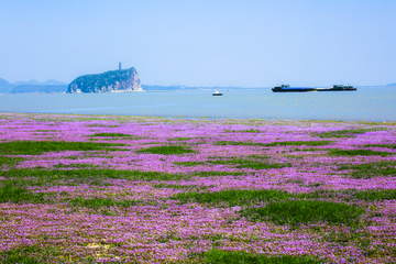 鄱阳湖畔蓼子花海