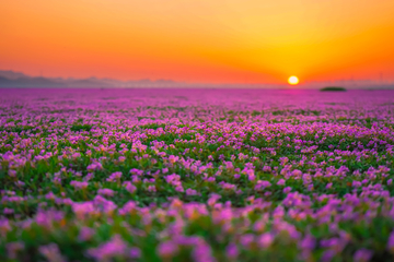 鄱阳湖畔蓼子花海