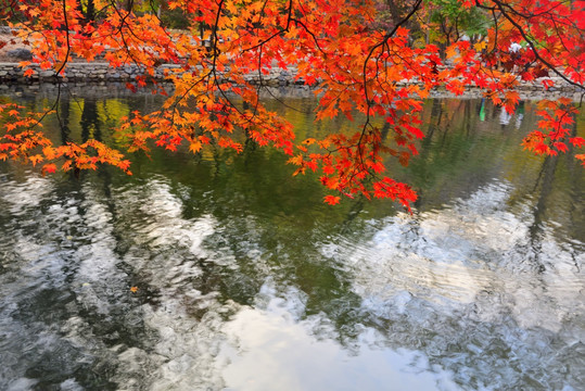 秋水枫叶