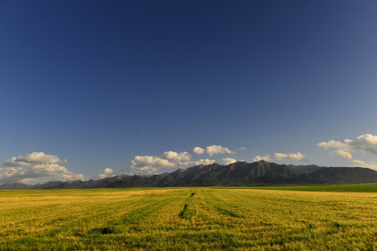 麦田