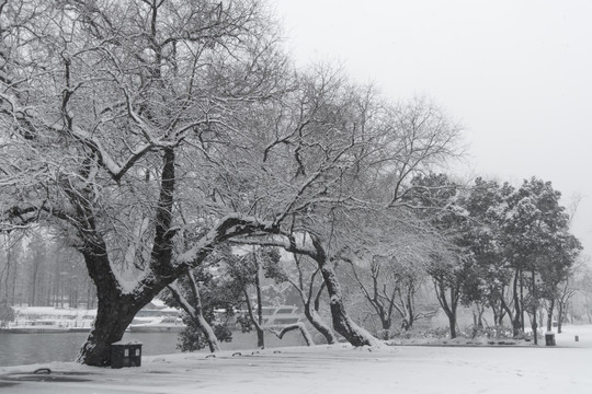 公园里树上的积雪