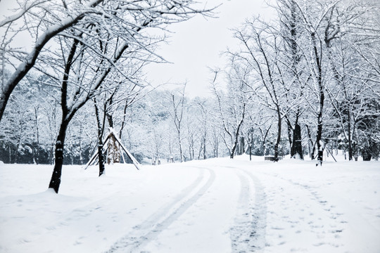 树林雪景