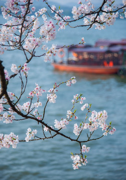 湖边的樱花盛开
