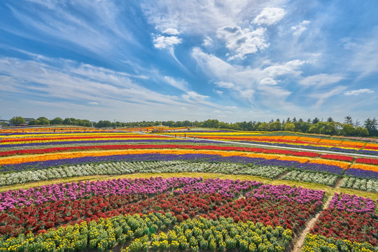 高清花海