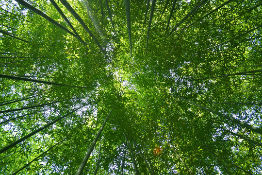 竹林竹空