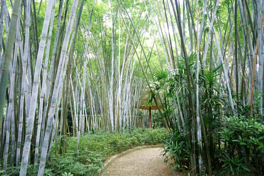 竹林竹海