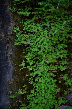 绿植墙