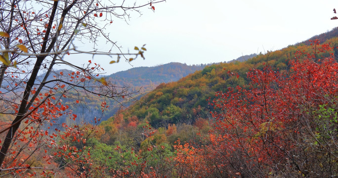 山野秋色