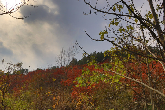 山野秋色