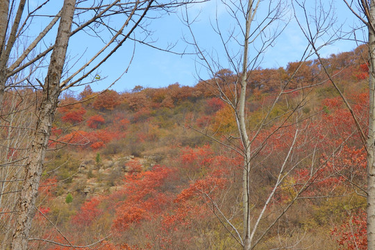 山野秋色