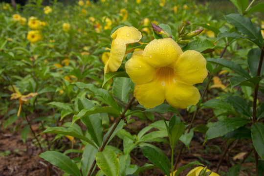 黄禅花