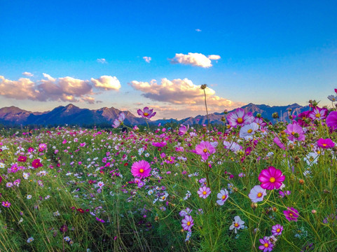 远山野花