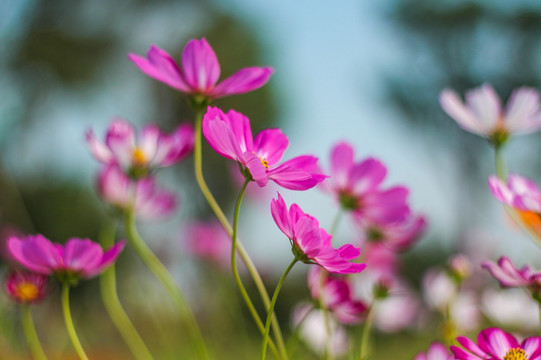 格桑花