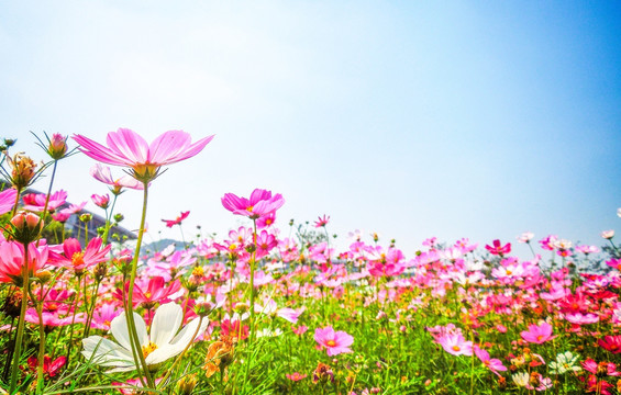 格桑花海