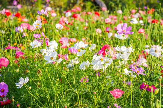 格桑花海