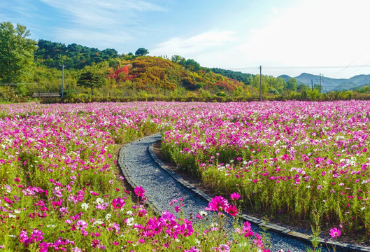 千山花海