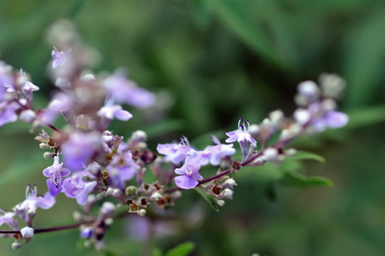 荆条花