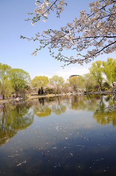 湖边樱花开