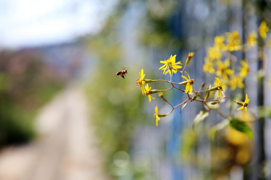秋菊与蜜蜂