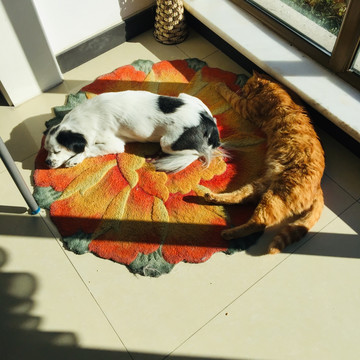 橘猫和小狗